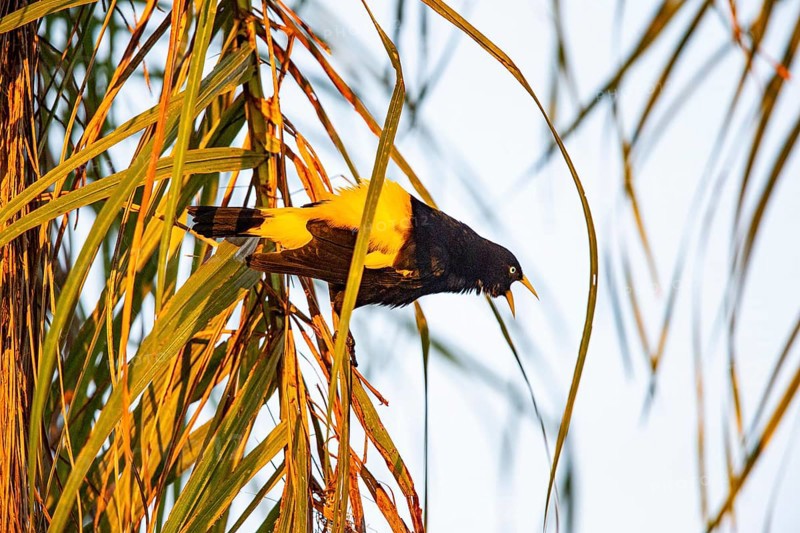 Yellow-rumped cacique (Cacicus cela) Pantanal Brazil