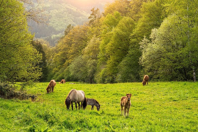 Icelandic horses in a pasture. Mares with foals. A foal begs. Evening, golden hour, backlight. Germany
