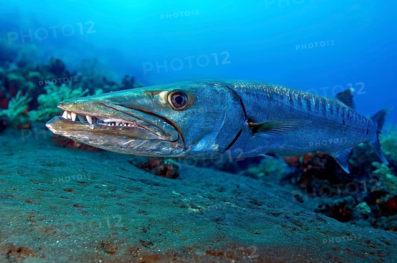 Underwater photo close-up of large specimen of Great barracuda (Sphyraena barracuda) predator has mouth slightly open showing teeth dentition, Pacific Ocean, Yap Island, Yap State, Caroline Islands, Federated States of Micronesia FSM, Australia, Oceania