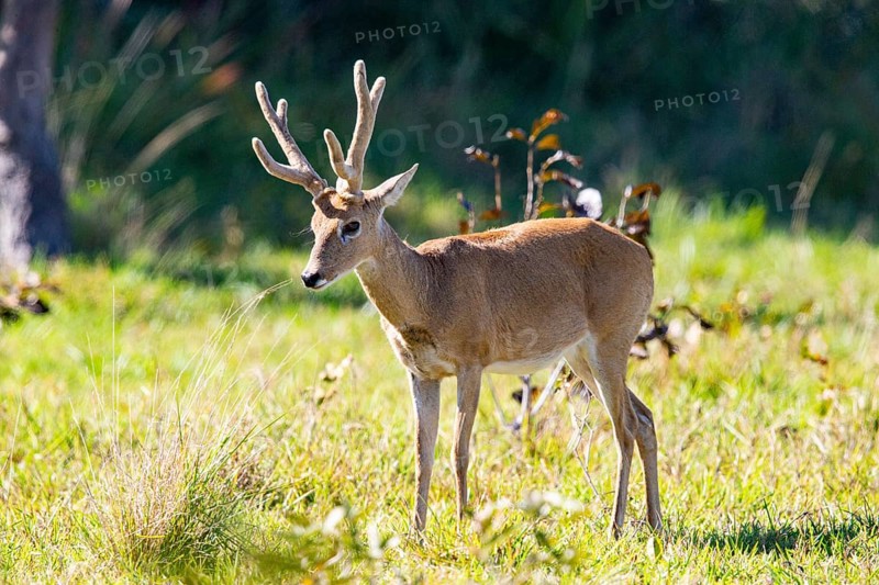Pampas deer (Ozotoceros bezoarticus) Pantanal Brazil