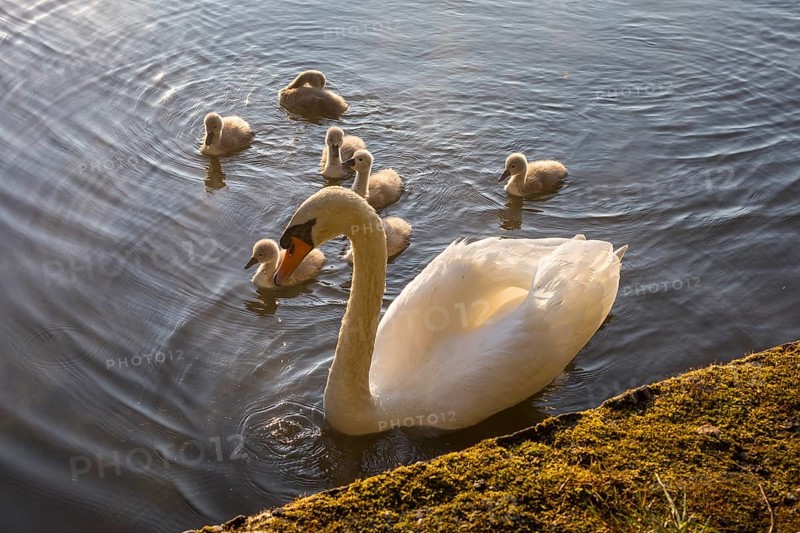 Mute swan (Cygnus olor) with 7 chicks, Horkaer Teich, Bischofswerda, Saxony, Germany, Europe