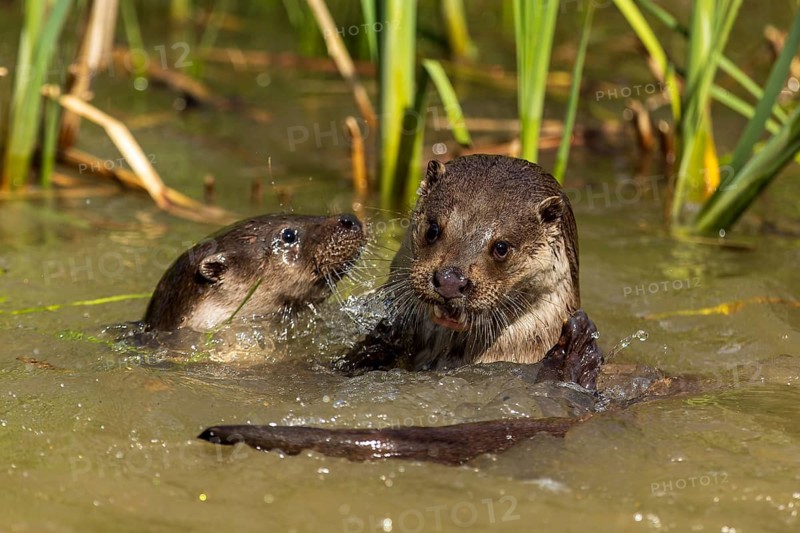 Two otters playing happily in the water between reeds, European otter (Lutra lutra), Germany, Europe