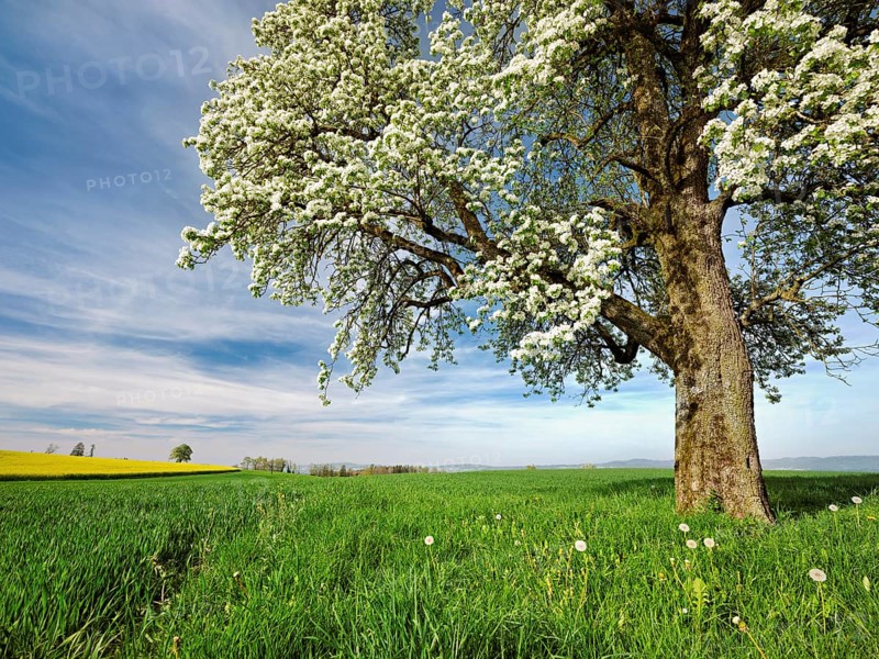 Flowering pear tree (Pyrus communis), Beinwil, Freiamt, Canton Aargau, Switzerland, Europe