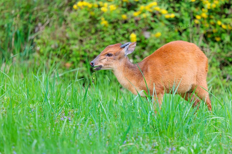 A male Red Forest Duiker (Cephalophus natalensis) stands in a green meadow, eating grass and herbs
