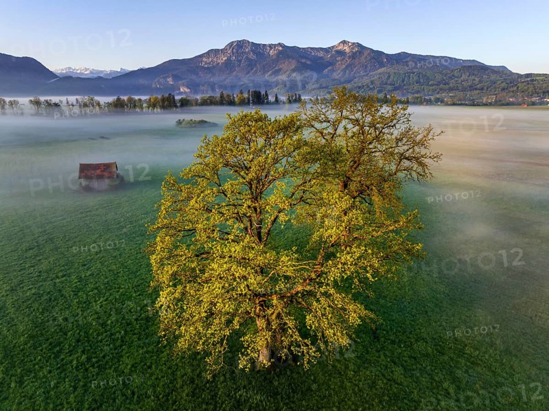Aerial view, trees, light green leaves, oak, morning light, fog, mountains, sunny, spring, Loisach-Lake Kochel-Moore, foothills of the Alps, Bavaria, Germany, Europe