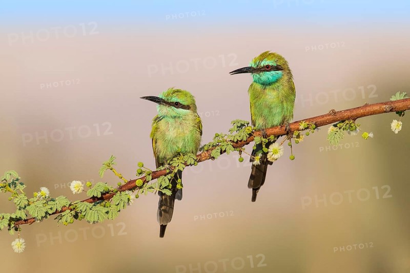 Green Bee-eater (Merops orientalis) pair, Eilat, Israel, Asia