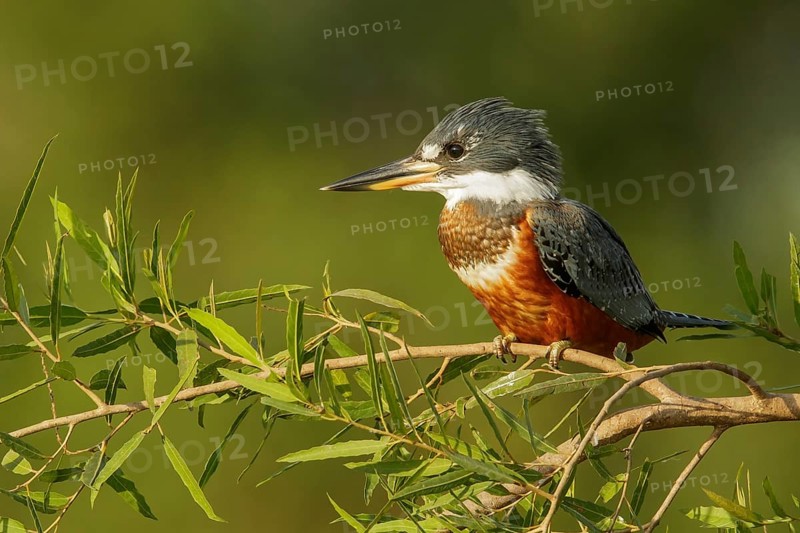 Ringed Kingfisher (Megaceryle torquata) in the Pantalal region of Brazil