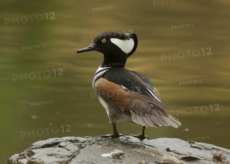 Male Hooded Merganser (Lophodytes cucullatus) perched on a rock