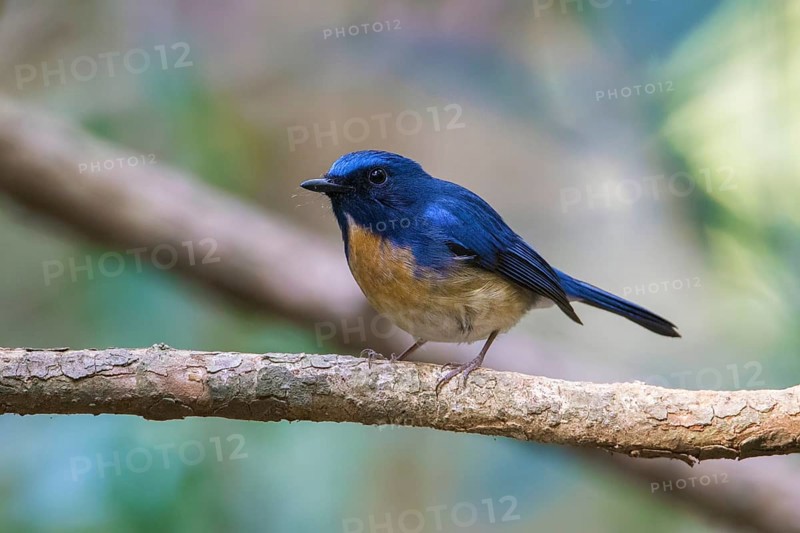 Hainan Blue Flycatcher (Cyornis hainanus klossi) male, Di Linh, Vietnam, Asia