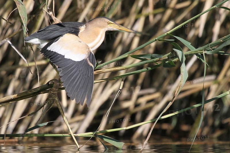 Little Bittern (Ixobrychus minutus) male flying, Zurich, Switzerland, Europe