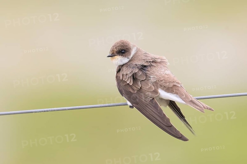 Sand martin (Riparia riparia), sitting on a wire, wildlife, animals, birds, swallows, migratory bird, smallest European swallow species, Ochsenmoor, Dümmer See nature park Park, Hüde Lower Saxony, Germany, Europe