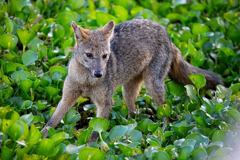South American forest fox (Cerdocyon thous) Pantanal Brazil