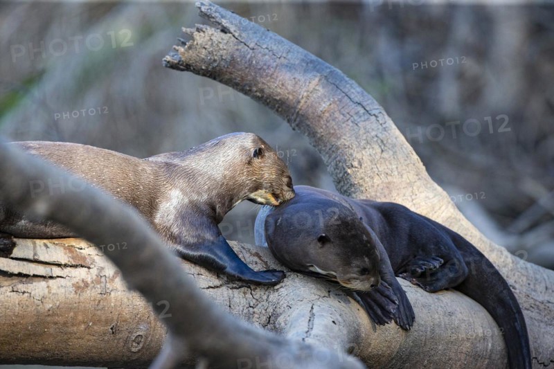 Giant otter (Pteronura brasiliensis) Pantanal Brazil