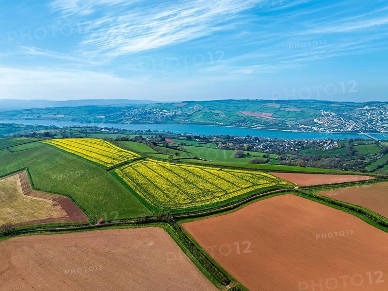 Rapeseed fields over the River Teign from a drone, Teignmouth, Shaldon, Devon, England, United Kingdom, Europe