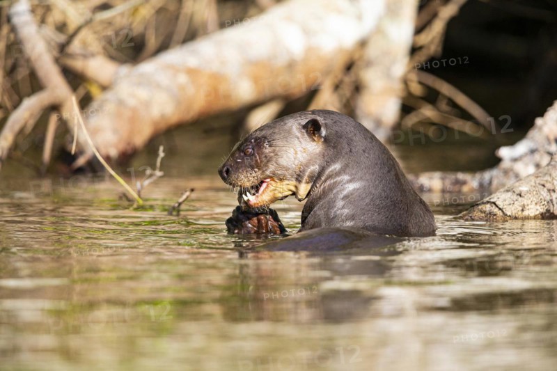 Giant otter (Pteronura brasiliensis) Pantanal Brazil