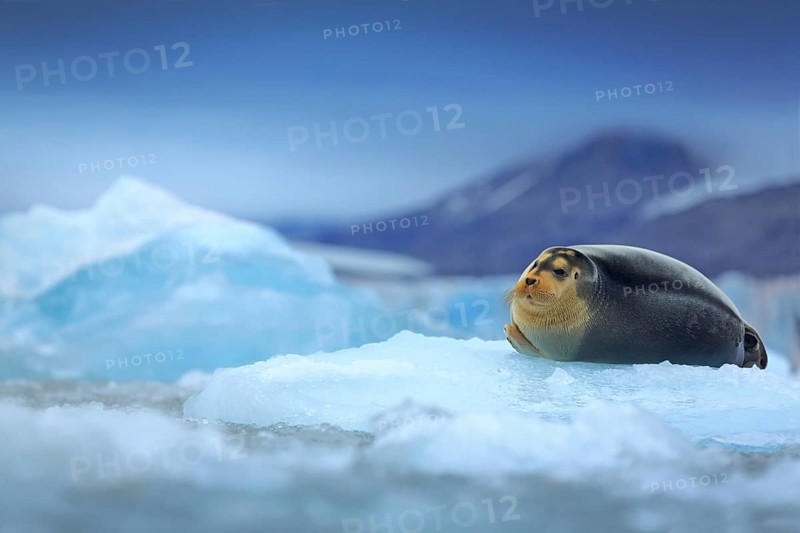 Bearded seal, lying sea animal on ice in Arctic Svalbard, winter cold scene with ocean, dark blurred mountain in the background, Norway, Europe