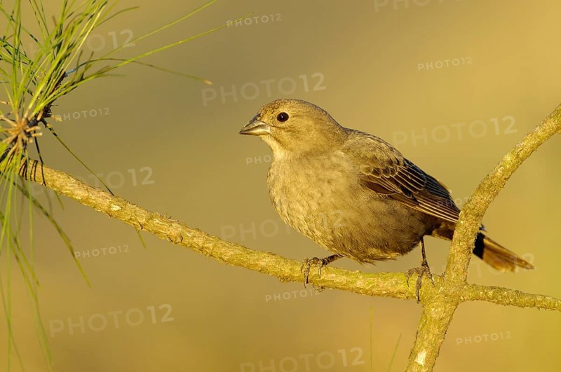 Brown-headed Cowbird (Molothrus ater), Texas, USA, North America
