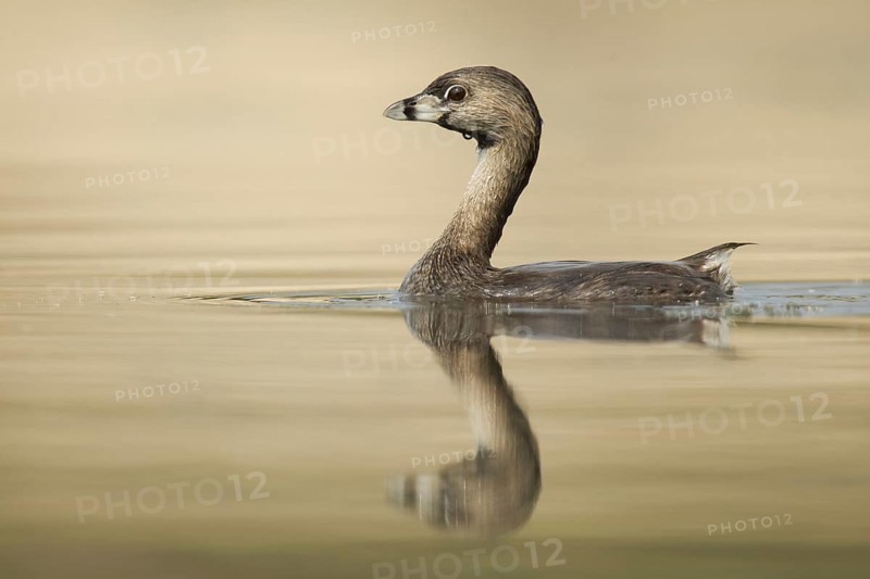 Pied-billed Grebe (Podilymbus podiceps), Ohio, USA, North America