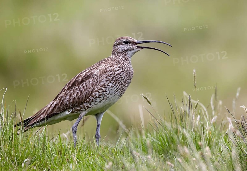 Whimbrel (Numenius phaeopus) calling, Bordoy, Faroe Islands, Europe