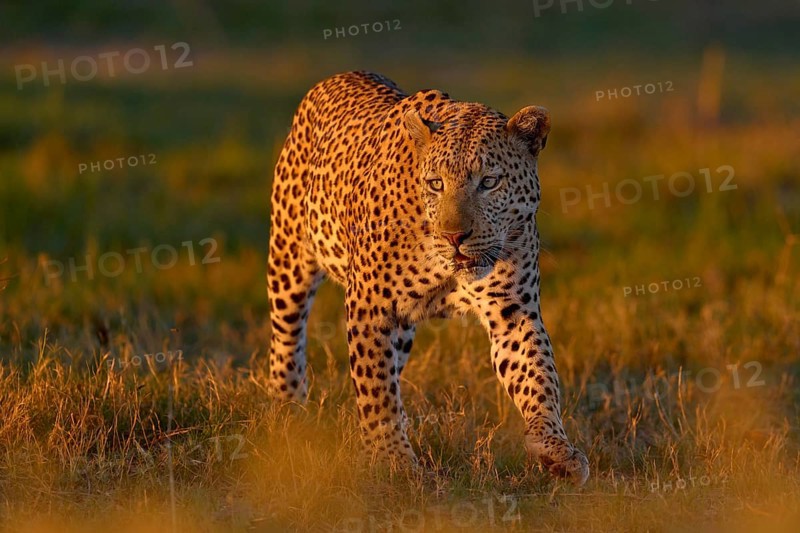 Okavango delta. Wildlife Botswana. Leopard golden grass sunset, Botswana, Africa. Big spotted cat in the wild nature. Morning sun ligt in nature. Sunrise in Africa, Africa