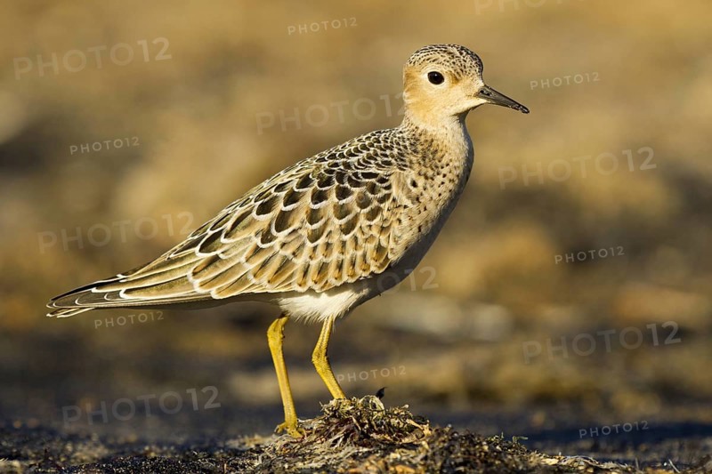 Buff-breasted Sandpiper (Calidris subruficollis), Asturias, Spain, Europe