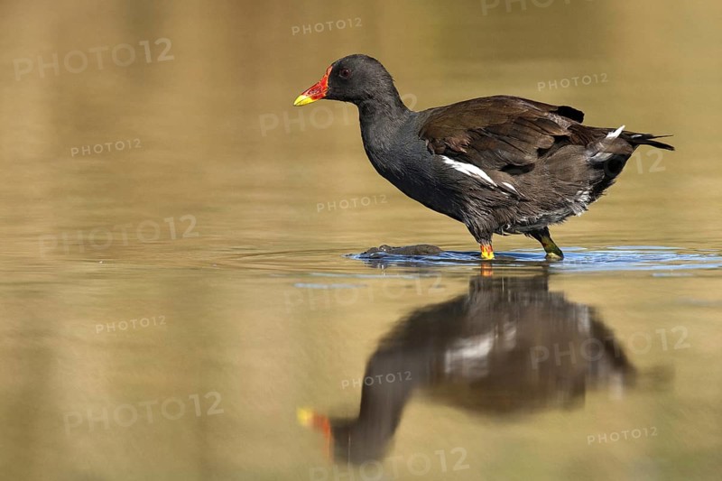 Common Moorhen (Gallinula chloropus), Castile-La Mancha, Spain, Europe