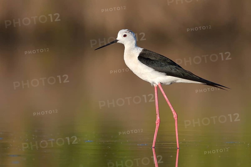 Black-winged Stilt (Himantopus himantopus), Camargue, France, Europe