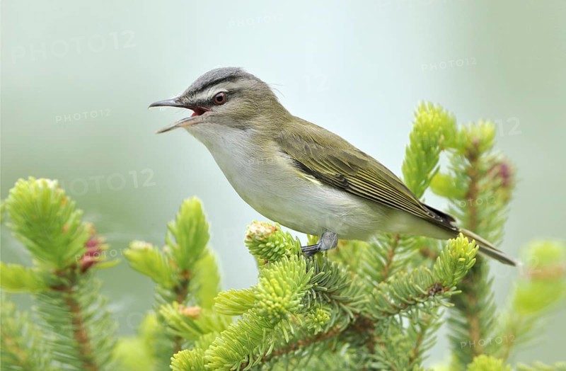 Red-eyed Vireo (Vireo olivaceus), Alberta, Canada, North America