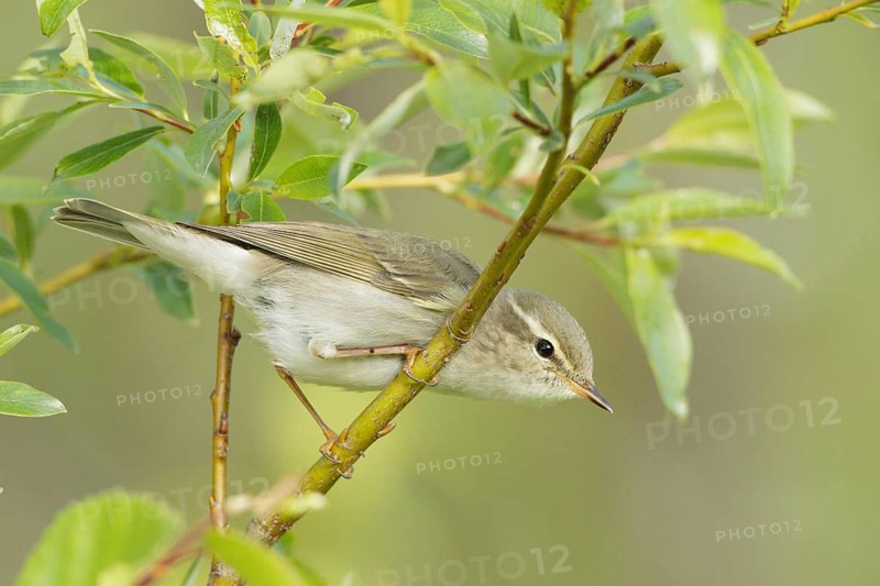Arctic Warbler (Phylloscopus borealis), Finnmark, Norway, Europe