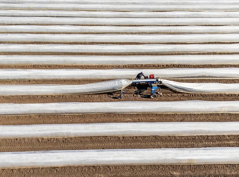 DefaultAsparagus harvest on the Lower Rhine, near Wesel, asparagus field under thermo foil, for faster growth, even in cold weather conditions, with the help of an asparagus spider the harvesters prick the asparagus, the machine lifts the foil tunnel and after pricking it puts the plastic foil back on the asparagus stem, North Rhine-Westphalia, Germany, Europe