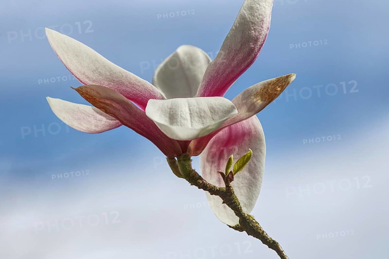 Single magnolia blossom in pink and white against a blue sky, Siegen, North Rhine-Westphalia, Germany, Europe