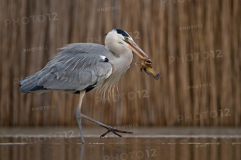 Grey Heron (Ardea cinerea) with fish prey in beak, Pusztaszer, Hungary, Europe