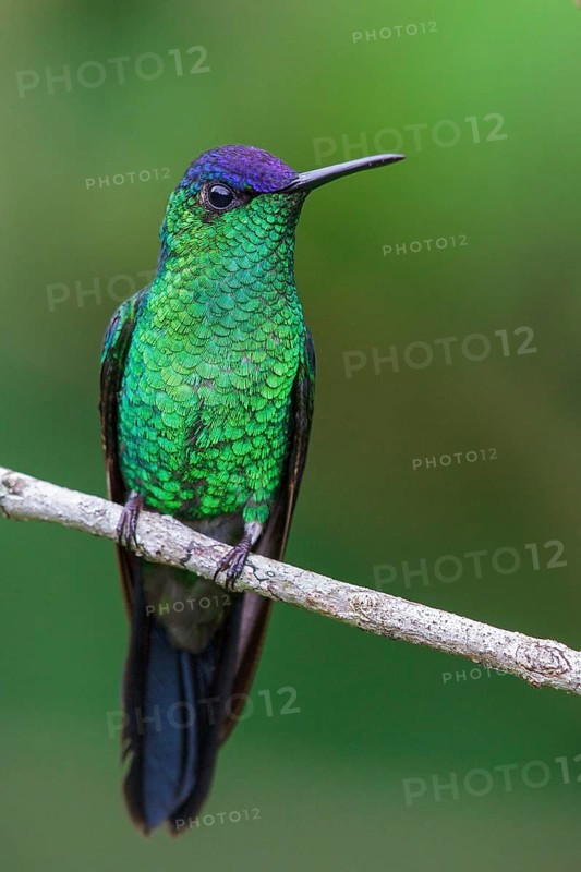 Violet-capped Woodnymph (Thalurania glaucopis) perched on a branch in the Atlantic rainforest of southeast Brazil