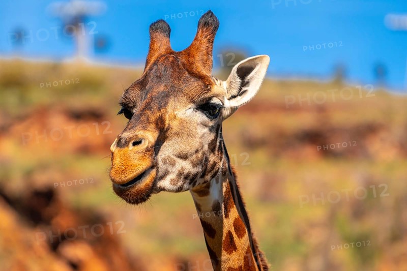 A giraffe is looking at the camera with its mouth open. The giraffe is standing on a rocky hillside