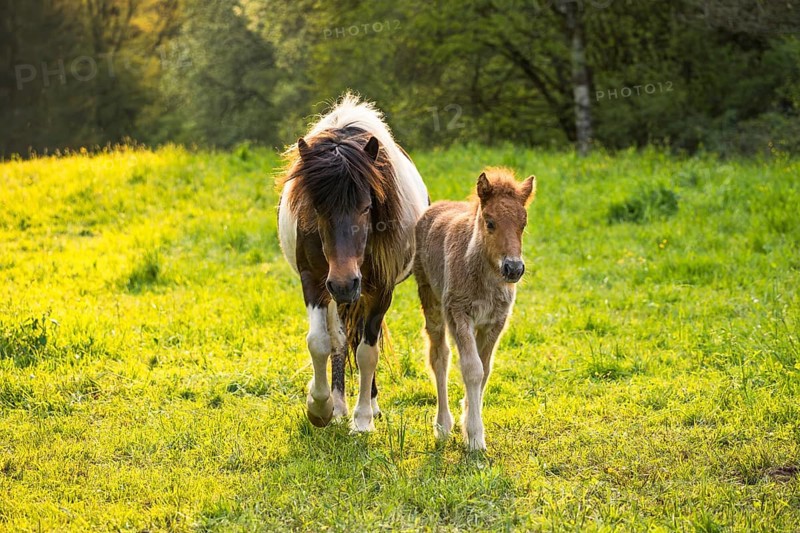 Icelandic horses in a pasture. Mare with foal. Pinto. Evening, golden hour, backlight. Germany