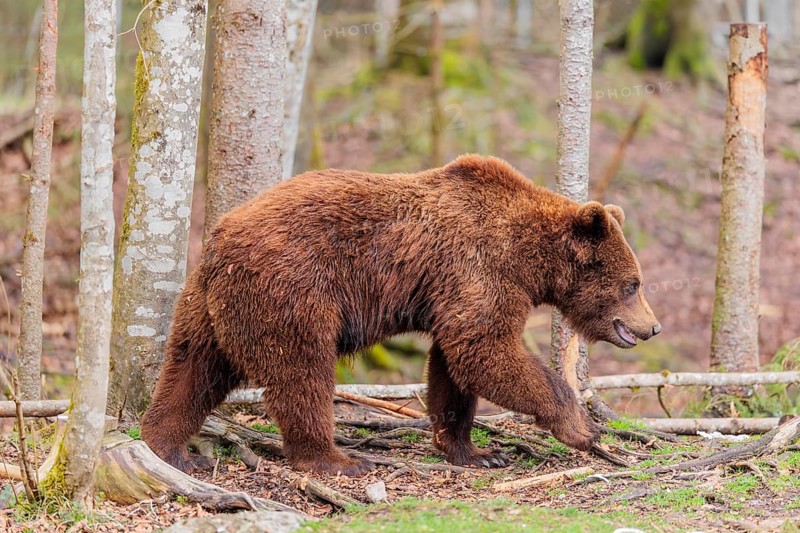 A young male Eurasian brown bear (Ursus arctos arctos) runs through a forest