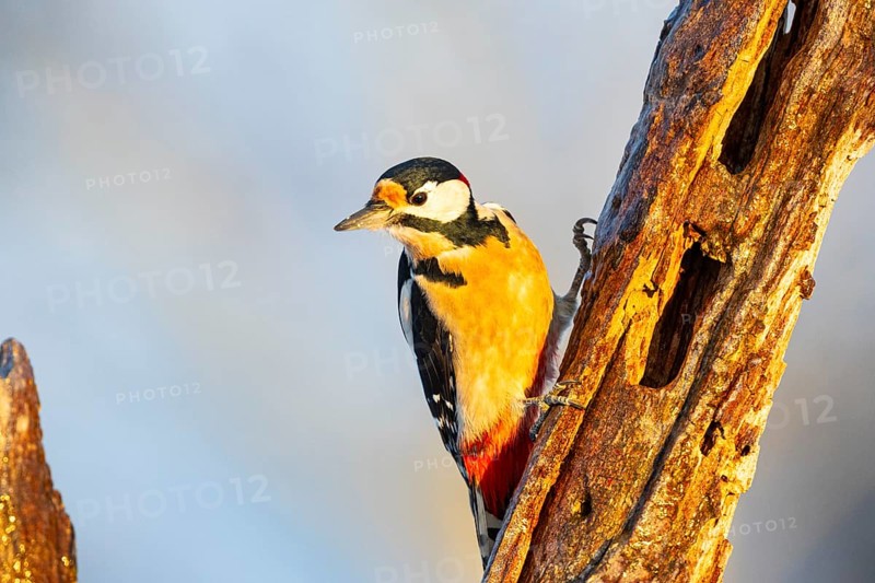 Great spotted woodpecker (Dendrocopus major) ml Germany