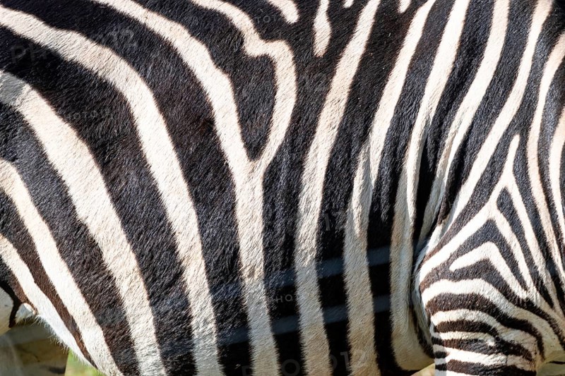 The zebra's stripes are black and white. The stripes are very close together, and the zebra's skin is very thick