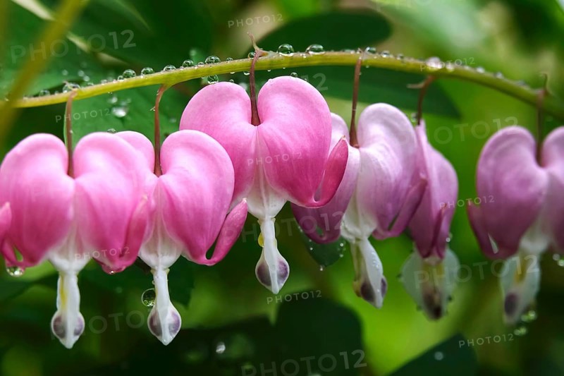 Tearful hearts after rain in April, Germany, Europe