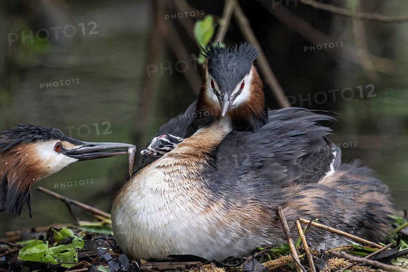 Great Crested Grebe (Podiceps Scalloped ribbonfish) with juveniles), Emsland, Lower Saxony, Germany, Europe