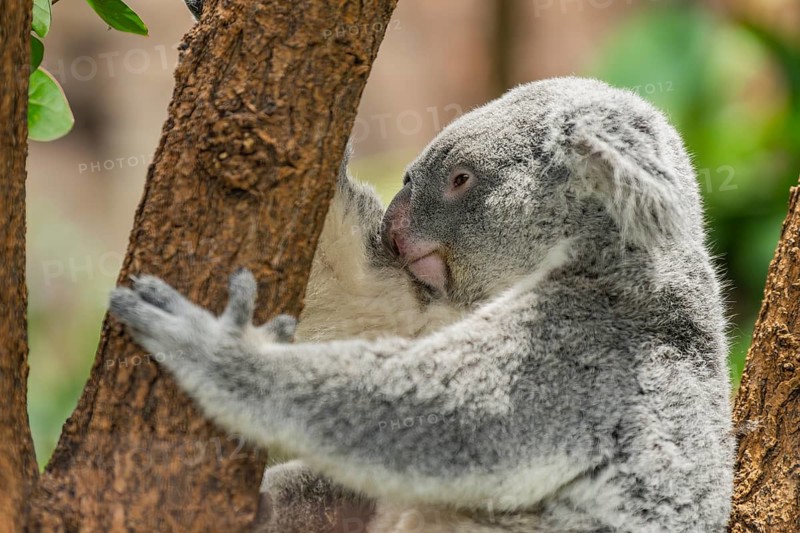Koala (Phascolarctos cinereus) sitting on a tree, captive, distribution South Australia, Australia, Oceania