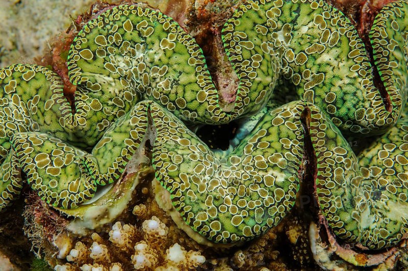 Underwater photo close-up detail photo of mantle of teardrop giant clam (Tridacna noae) Noah's giant clam, Pacific Ocean, Yap Island, Yap State, Caroline Islands, Federated States of Micronesia FSM, Australia, Oceania