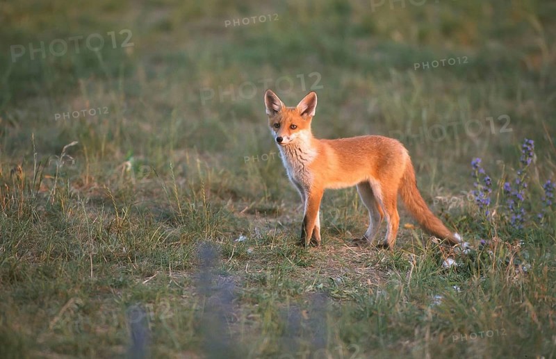 Red fox (Vulpes vulpes) Young fox looking around, Schorfheide-Chorin Biosphere Reserve, Brandenburg, Germany, Europe