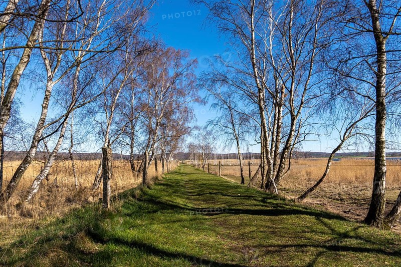 Landscape at Lake Neuensien on the island of Rügen, Mecklenburg-Western Pomerania, Germany, Europe