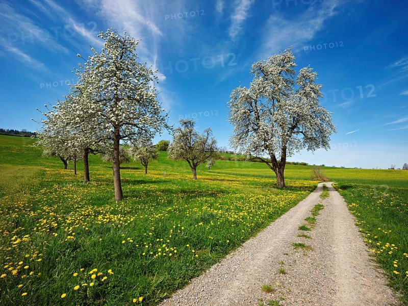 Path leading through a field of flowering dandelions and pear trees (Pyrus communis), Beinwil, Freiamt, Canton Aargau, Switzerland, Europe