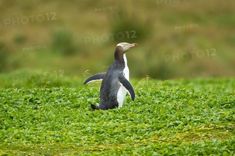 Yellow-eyed Penguin (Megadyptes antipodes), Enderby Island, Auckland Islands Archipelago, New Zealand, Oceania