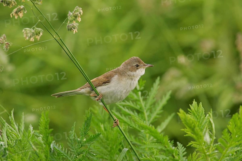 Common Whitethroat (Sylvia communis) female, Lower Saxony, Germany, Europe
