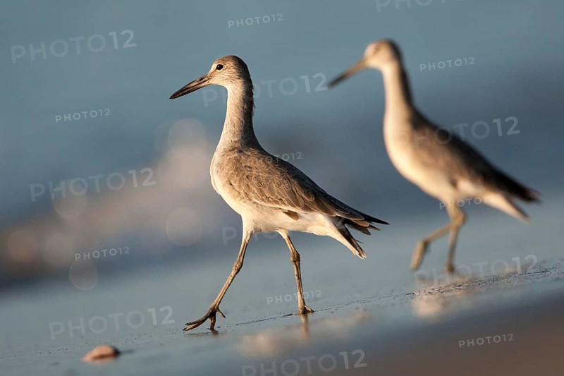 Willet (Tringa semipalmata), El Farallon del Chiru, Panama, Central America
