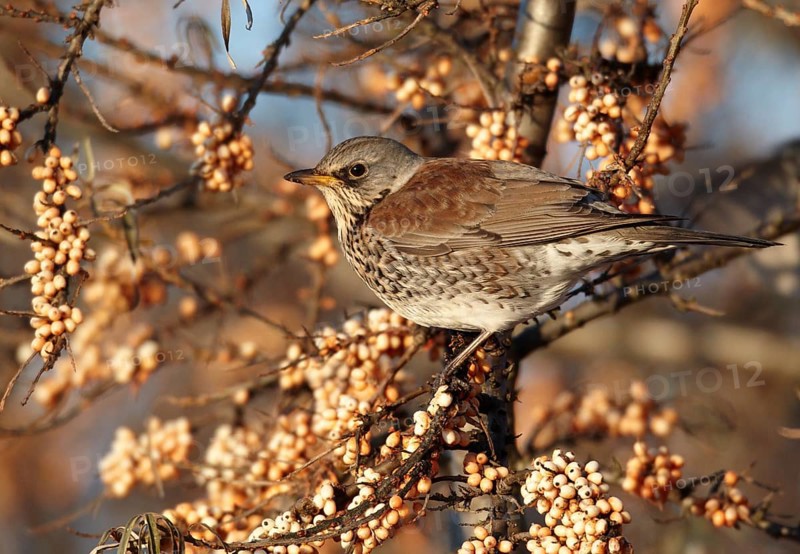 Fieldfare (Turdus pilaris), Mecklenburg-Western Pomerania, Germany, Europe