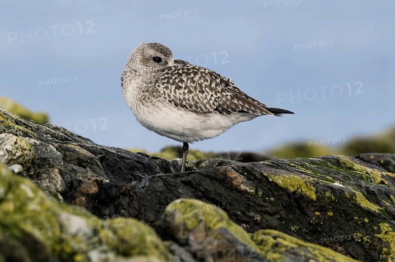 Grey Plover (Pluvialis squatarola), British Columbia, Canada, North America